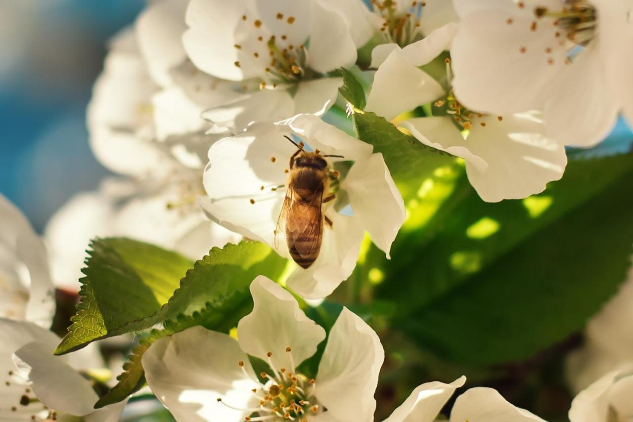 Barn Hives Ялингъп Екстериор снимка